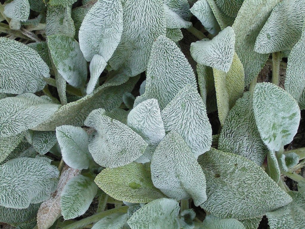 8 Gorgeous Plants to Add Shimmer to Your Winter Garden - Lamb's Ears Stachys Byzantina #WinterGarden #WinterInterest #LambsEars #Gardening #Perennials 