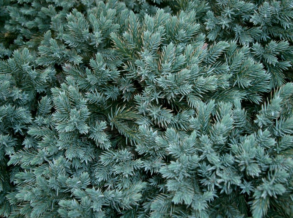 8 Gorgeous Plants to Add Shimmer to Your Winter Garden - Blue Star Juniper, Juniperus Squamata (Photo by Kenpei) #WinterGarden #BlueStarJuniper #Conifer #KenpeiPhoto #GardeningInterest