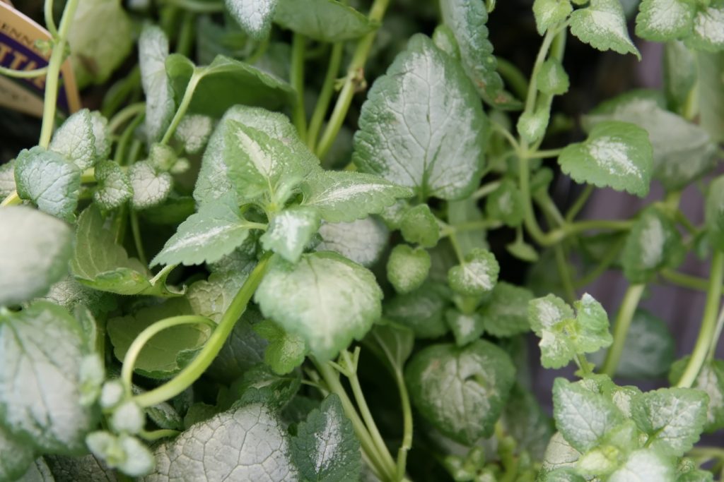 8 Gorgeous Plants to Add Shimmer to Your Winter Garden - White Nancy Dead Nettle, Lamium Maculatum #WinterGarden #WhiteNancyDeadNettle #WhiteGarden #Gardening