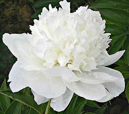 20 Plants to Brighten Your Garden by Moonlight White Towers Peony #Garden #Gardening #Landscaping #Moonlight #MoonlightGarden #Perennials #MoonlightGardenPerennials 