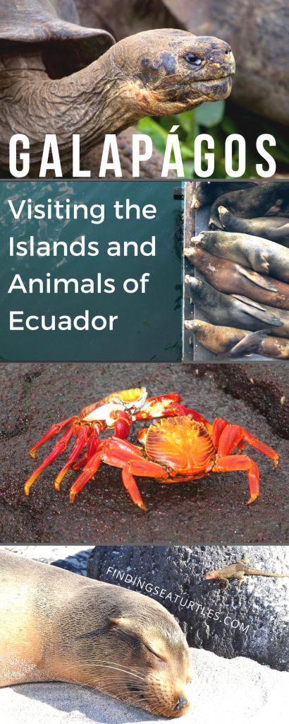 Galápagos Islands, Ecuador Coastal Communities We’d Love to Visit #GalapagosIslands #Ecuador #CostalCommunities #BlueFootedBooby #Beaches #Snorkeling