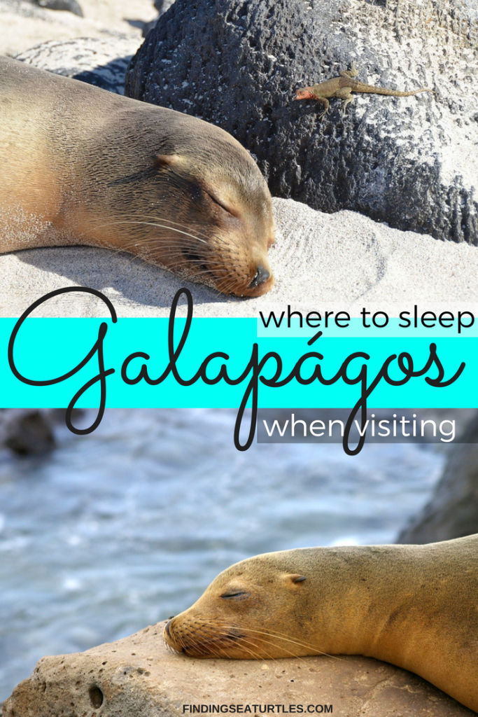 Staying in the Galápagos Islands, Ecuador #GalapagosIslands #Ecuador #Beaches #SeaLion #MarineLife