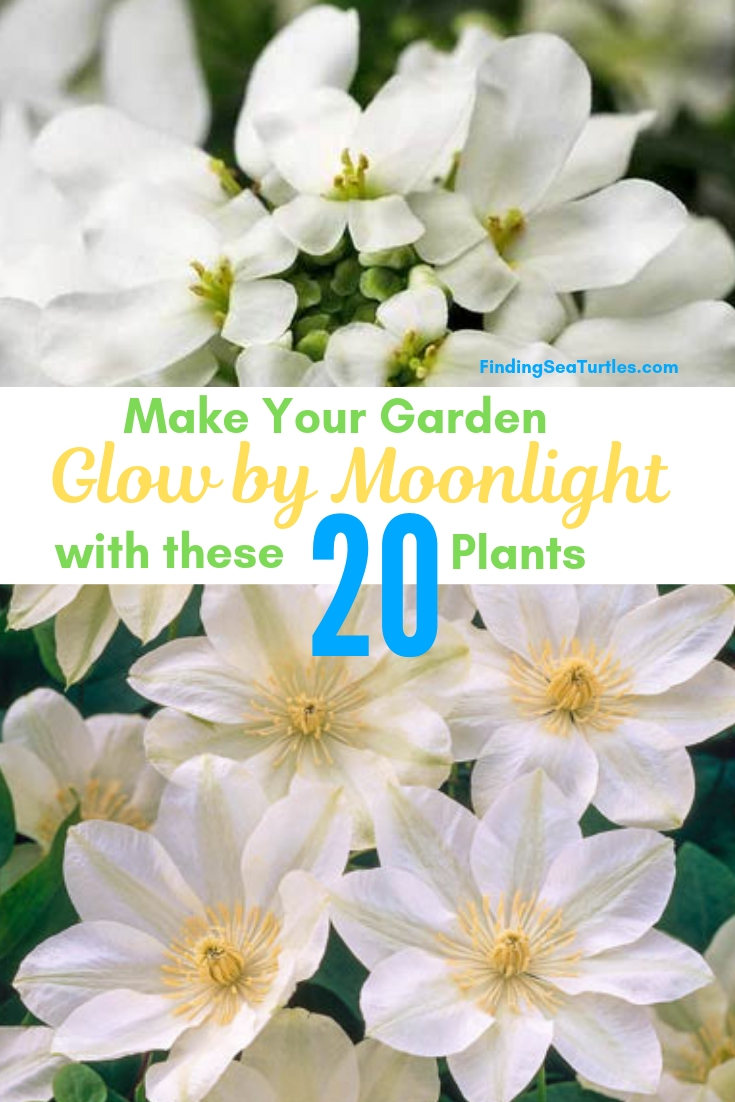 Make Your Garden Glow By Moonlight With These 20 Plants #Garden #Gardening #Landscaping #Moonlight #MoonlightGarden #Perennials #MoonlightGardenPerennials 