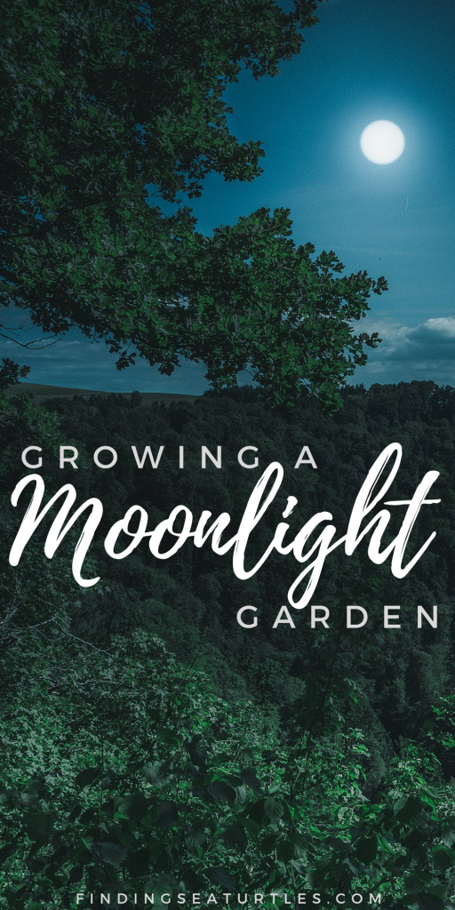 Brighten Your Summer Garden With Moonlight #MoonlightGarden #Gardening #Landscape #CurbAppeal #MoneySaving #DIY