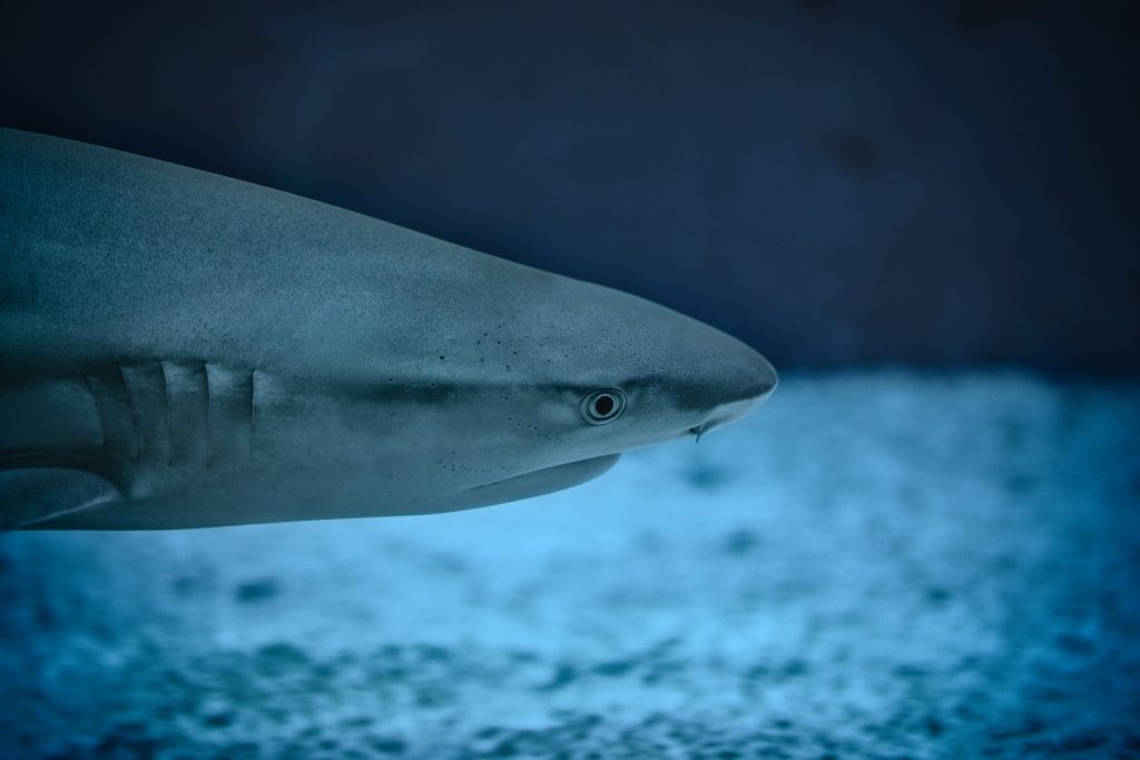 Sealife Spotlight: 20 Shark Facts You Didn't Know #sharkweek #shark #funfacts #sealife