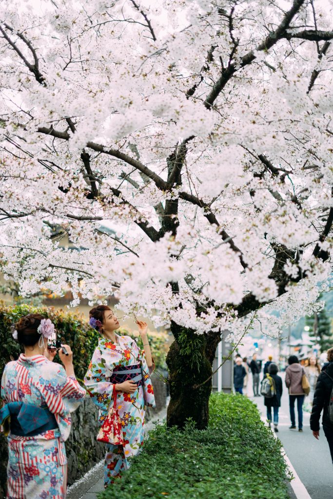 Cherry Blossoms: 15 Best Viewing Places Around the US #cherryblossoms #cherryblossomfestival #japanesecherrytree #japanesecherryblossom