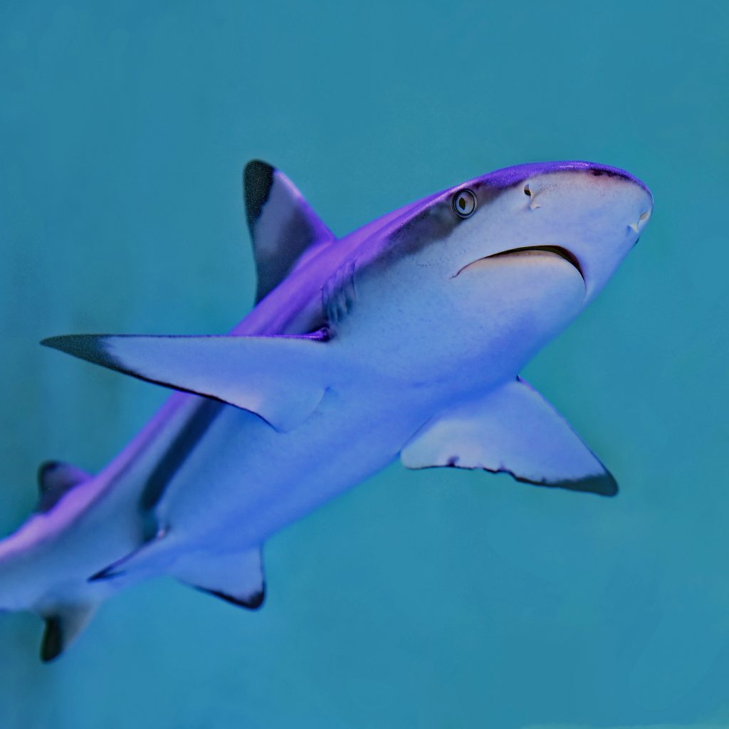 Sealife Spotlight: 20 Shark Facts You Didn't Know #sharkweek #shark #funfacts #sealife