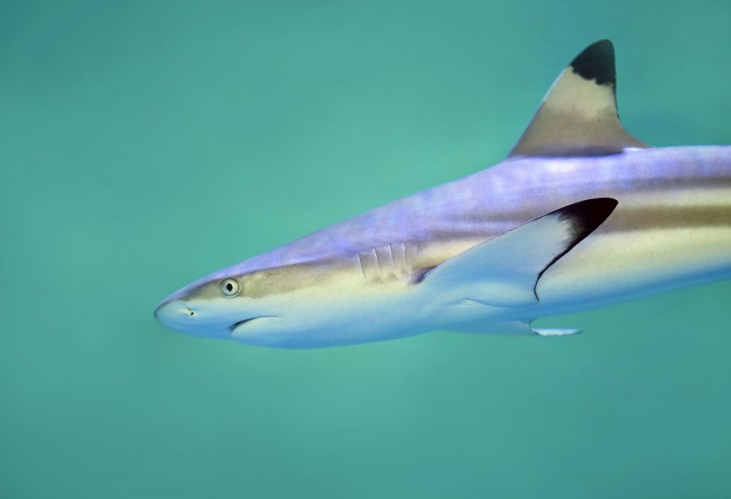 Sealife Spotlight: 20 Shark Facts You Didn't Know #sharkweek #shark #funfacts #sealife