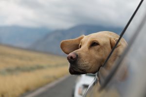 First Time Dog Owner:  Road Trip Tips #dog #travel #roadtrip