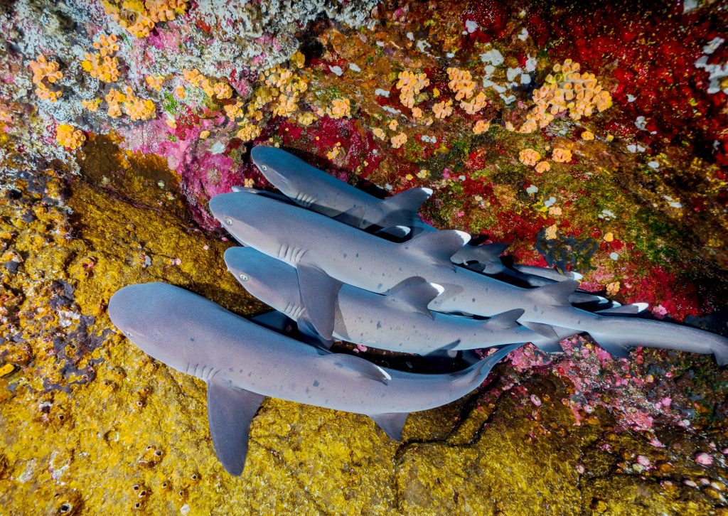 Sealife Spotlight: 20 Shark Facts You Didn't Know