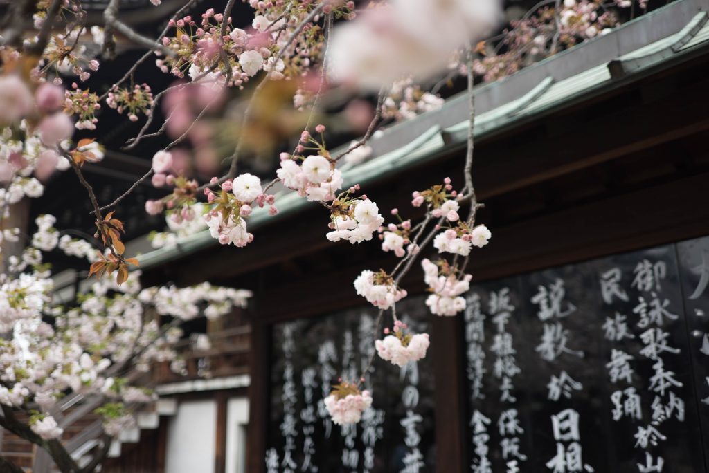 Here's Where You Can See Cherry Blossoms In The U.S.