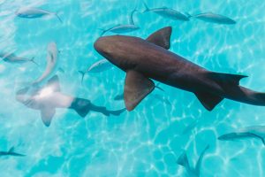 Sealife Spotlight: 20 Shark Facts You Didn't Know #sharkweek #shark #funfacts #sealife