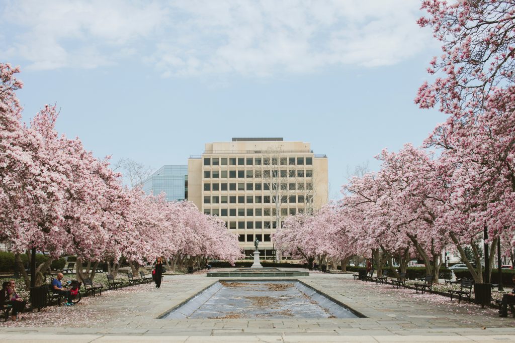 Cherry Blossoms: 15 Best Viewing Places Around the US #cherryblossoms #cherryblossomfestival #japanesecherrytree #japanesecherryblossom