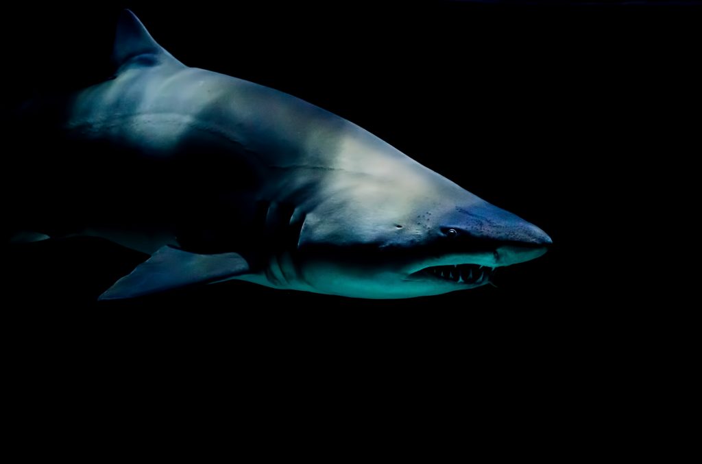 Sealife Spotlight: 20 Shark Facts You Didn't Know #sharkweek #shark #funfacts #sealife