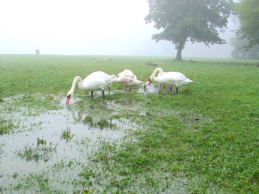 Lawn Drainage Problems? Amazing Gypsum Additive May Help #gardeningtips #gardeninghacks #lawncare