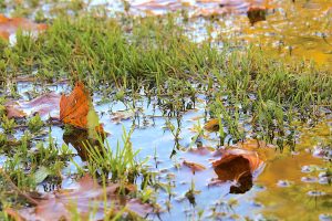 Lawn Drainage Problems? Amazing Gypsum Additive May Help #gardeningtips #gardeninghacks #lawncare