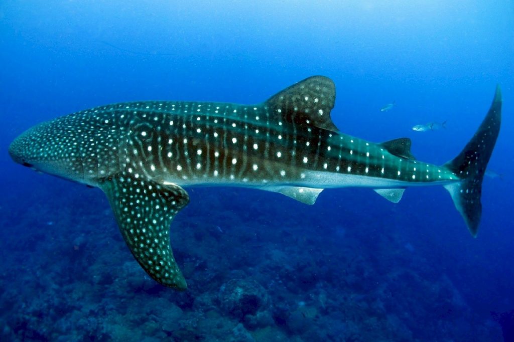 Sealife Spotlight: 20 Shark Facts You Didn't Know #sharkweek #shark #funfacts #sealife