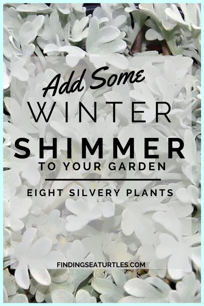 8 Gorgeous Plants to Add Shimmer to Your Winter Garden #gardening #gardeningtips