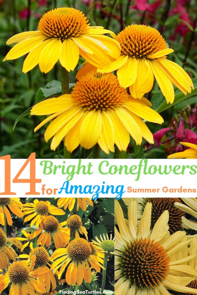 14 Colorful Coneflowers to Brighten Your Summer Garden