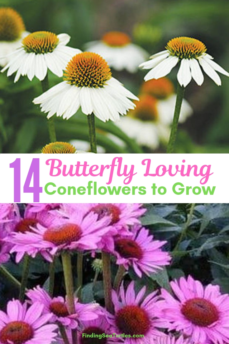 14 Butterfly Loving Coneflowers To Grow #Coneflowers #Echinacea #Garden #Gardening #Landscape #SummerFlowers #LongBloomingFlowers #DroughtTolerant #HeatTolerant #NativePlants 