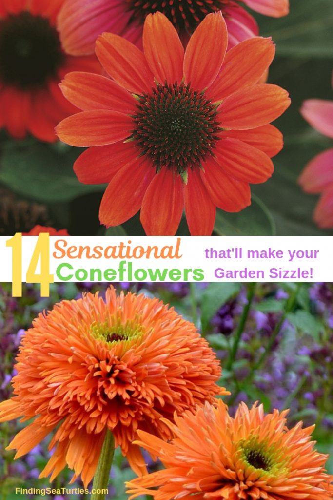 14 Colorful Coneflowers to Brighten Your Summer Garden