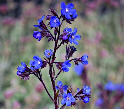 Deer Resistant Perennials: Stop Planting All-You-Can-Eat Garden Buffets - Anchusa Azurea Dropmore #WhiteFlowerFarm #OrganicGardening #Gardening #DeerResistantPlants #Dropmore 