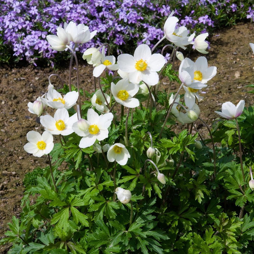 Deer Resistant Perennials: Stop Planting All-You-Can-Eat Garden Buffets - Anemone Sylvestris #OrganicGardening #Gardening #DeerResistantPllants #WhiteFlowerFarm #AnemoneSylvestris 