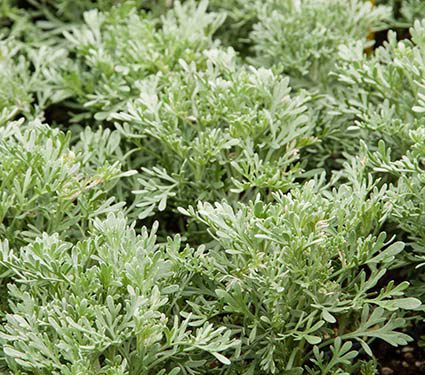 Deer Resistant Perennials: Stop Planting All-You-Can-Eat Garden Buffets - Artemisia Parfum d'Ethiopia #Artemisia #DeerResistantPlants #WhiteFlowerFarm #OrganicGardening #Gardening 