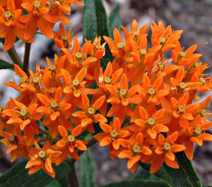 Deer Resistant Perennials: Stop Planting All-You-Can-Eat Garden Buffets - Asclepias Tuberosa #OrganicGardening #Gardening #DeerResistantPlants #WhiteFlowerFarm #ButterflyWeed