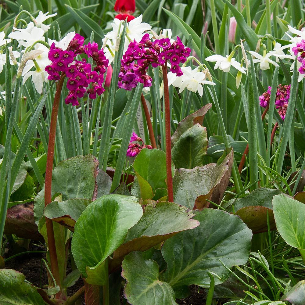 Deer Resistant Perennials: Stop Planting All-You-Can-Eat Garden Buffets - Bergenia Cordifolia Winter Glow #WhiteFlowerFarm #DeerResistantPlants #OrganicGardening #Gardening #Bergenia 