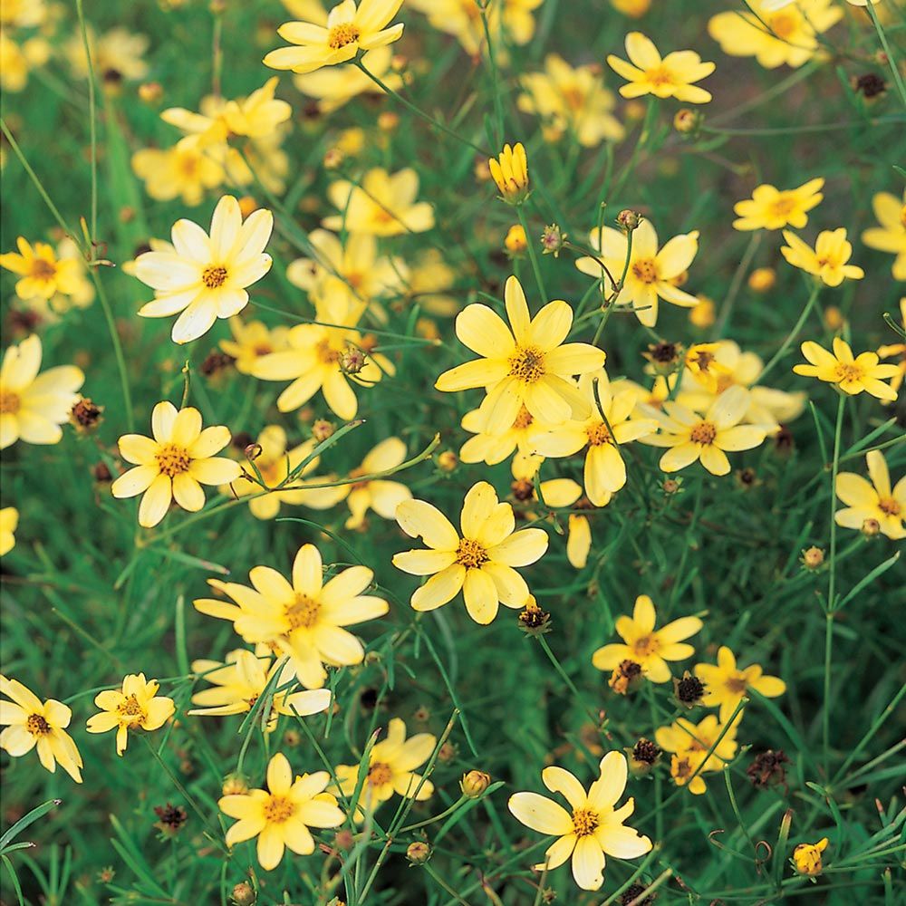 Deer Resistant Perennials: Stop Planting All-You-Can-Eat Garden Buffets - Coreopsis Verticillata Moonbeam #CoreopsisVerticillata #WhiteFlowerFarm #OrganicGardening #Gardening #DeerResistantPlants