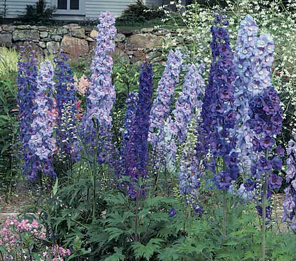 Deer Resistant Perennials: Stop Planting All-You-Can-Eat Garden Buffets - Delphinium Magic Fountains Strain #OrganicGardening #Gardening #DeerResistantPlants #DelphiniumMagicFountains #WhiteFlowerFarm