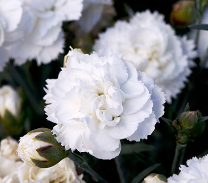 Deer Resistant Perennials: Stop Planting All-You-Can-Eat Garden Buffets - Dianthus Early Bird Frosty #DianthusEarlyBirdFrosty #WhiteFlowerFarms #OrganicGardening #Gardening #DeerResistant