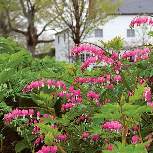 Deer Resistant Perennials: Stop Planting All-You-Can-Eat Garden Buffets - Dicentra Spectabilis #WhiteFlowerFarm #OrganicGardening #Gardening #DeerResistantPlants #BleedingHeart