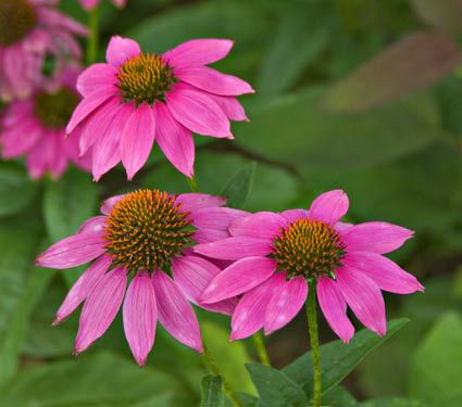 Deer Resistant Perennials: Stop Planting All-You-Can-Eat Garden Buffets - Echinacea Purpurea Powwow Wild Berry #OrganicGardening #Gardening #DeerResistantPlants #EchinaceaPurpureaPowWowWildBerry #Coneflower