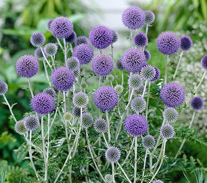 Deer Resistant Perennials: Stop Planting All-You-Can-Eat Garden Buffets - Echinops Ritro Platinum Blue #OrganicGarden #Gardening #DeerResistantPlants #GlobeThistle #WhiteFlowerFarm 