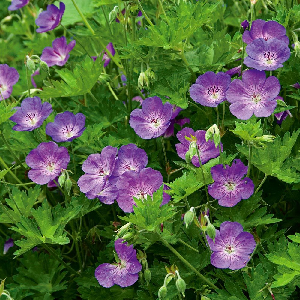 Deer Resistant Perennials: Stop Planting All-You-Can-Eat Garden Buffets - Geranium Rozanne #OrganicGardening #Gardening #Organic #GeraniumRozanne #DeerResistant #WhiteFlowerFarm