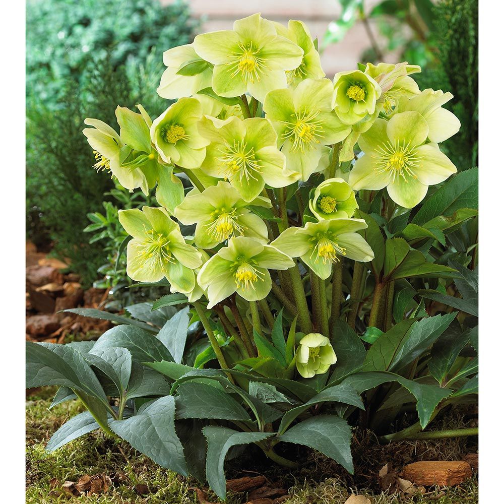 Deer Resistant Perennials: Stop Planting All-You-Can-Eat Garden Buffets - Helleborus Winter Magic Snow Love #WhiteFlowerFarm #DeerResistantPlants #OrganicGardening #Gardening #LentenRose