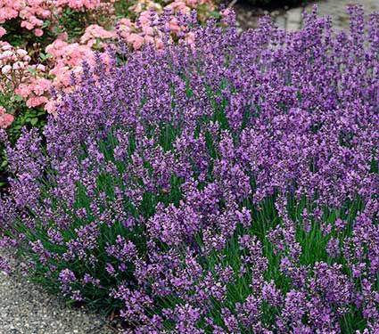 Deer Resistant Perennials: Stop Planting All-You-Can-Eat Garden Buffets - Lavender Munstead #OrganicGardening #Gardening #LavenderMunstead #WhiteFlowerFarm #DeerResistantPlants 