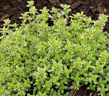 Deer Resistant Perennials: Stop Planting All-You-Can-Eat Garden Buffets - Lemon Thyme #OrganicGardening #Gardening #LemonThyme #DeerResistantPlants #WhiteFlowerFarm 