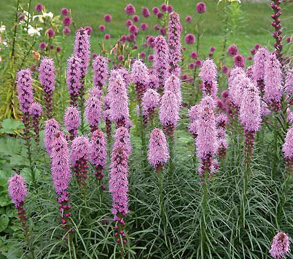 Deer Resistant Perennials: Stop Planting All-You-Can-Eat Garden Buffets - Liatris Spicata Kobold #DeerResistantPlants #LiatrisSpicataKobold #WhiteFlowerFarm #OrganicGardening #Gardening