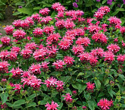 Deer Resistant Perennials: Stop Planting All-You-Can-Eat Garden Buffets - Monarda Didyma Pink Lace #WhiteFlowerFarm #MonardaDidymaPinkLace #OrganicGardening #Gardening #DeerResistantGardening