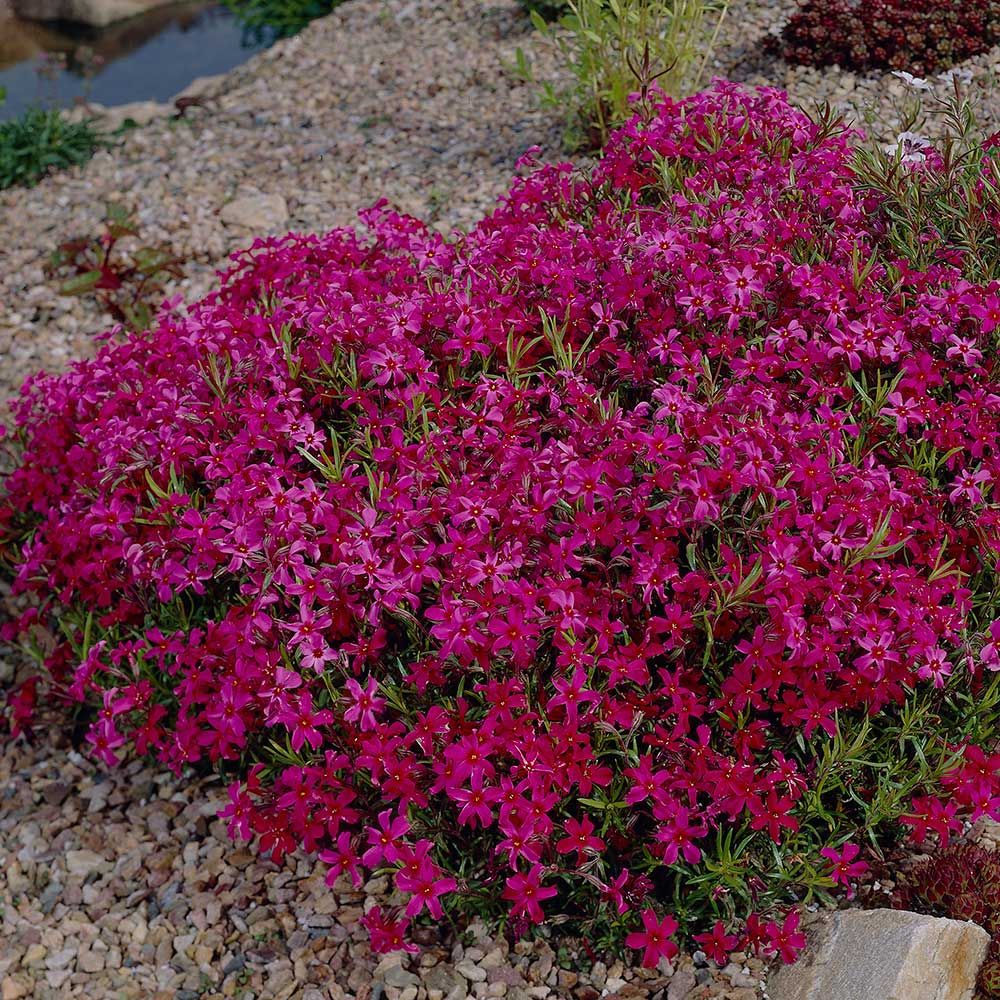 Deer Resistant Perennials: Stop Planting All-You-Can-Eat Garden Buffets - Phlox Subulata Scarlet Flame #WhiteFlowerFarm #DeerResistantPlants #OrganicGardening #Gardening #ScarletFlame