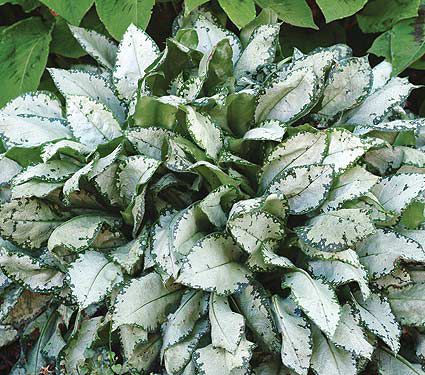 Deer Resistant Perennials: Stop Planting All-You-Can-Eat Garden Buffets - Pulmonaria Moonshine #PulmonariaMoonshine #WhiteFlowerFarm #DeerResistantPlants #OrganicGardening #Gardening