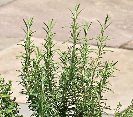 Deer Resistant Perennials: Stop Planting All-You-Can-Eat Garden Buffets - Buffet Rosemary Arp #RosemaryArp #WhiteFlowerFarm #OrganicGardening #Gardening #DeerResistantPlants 