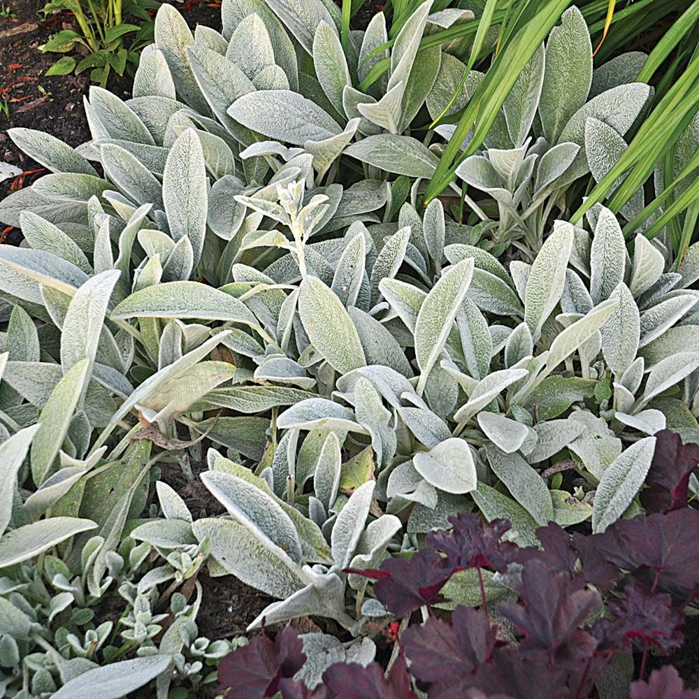 Deer Resistant Perennials: Stop Planting All-You-Can-Eat Garden Buffets - Stachy Byzantina Fuzzy Wuzzy #LambsEar #WhiteFlowerFarm #OrganicGardening #Gardening #DeerResistantPlants 