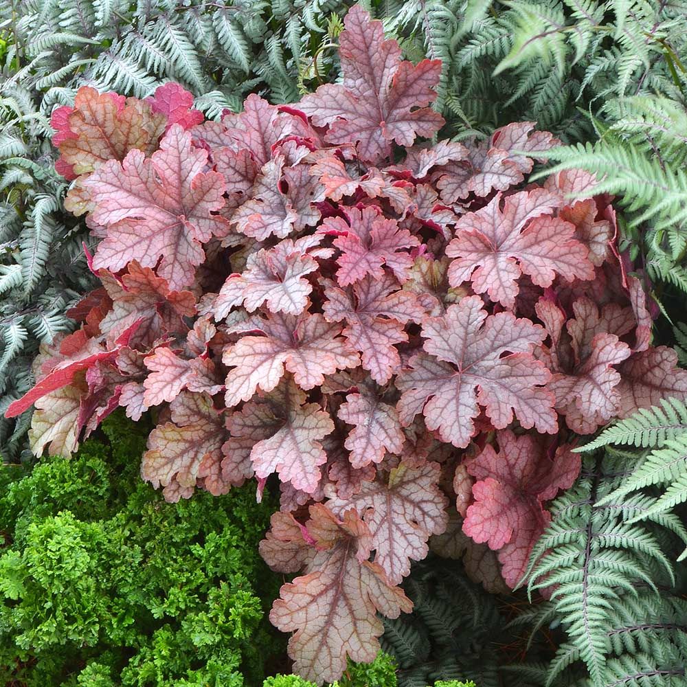 Deer Resistant Perennials: Stop Planting All-You-Can-Eat Garden Buffets - Xheucherella Honey Rose #WhiteFlowerFarm #OrganicGardening #Gardening #DeerResistantPlants 