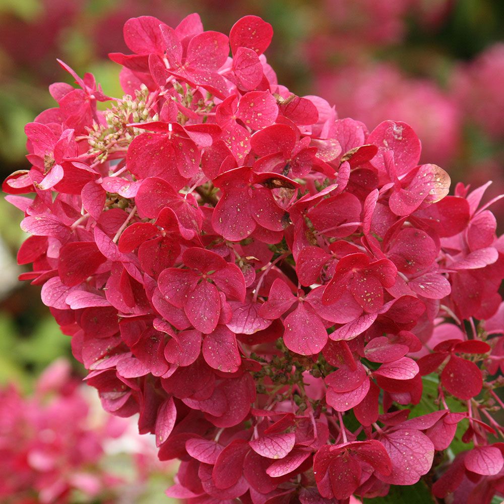 25 Pretty in Pink Gifts for Mom Hydrangea Paniculata Diamond Rouge #MothersDay #GiftsForMom #PinkGiftForMom #MothersDayGifts #PrettyPinkGifts