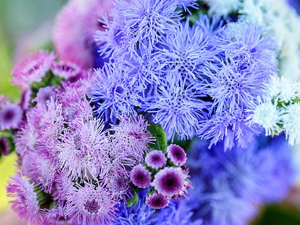 21 Gorgeous Garden Plants to Grow From Seeds Ageratum #Gardening #FlowerBeds #GardenSeeds #DIY #DIYGarden