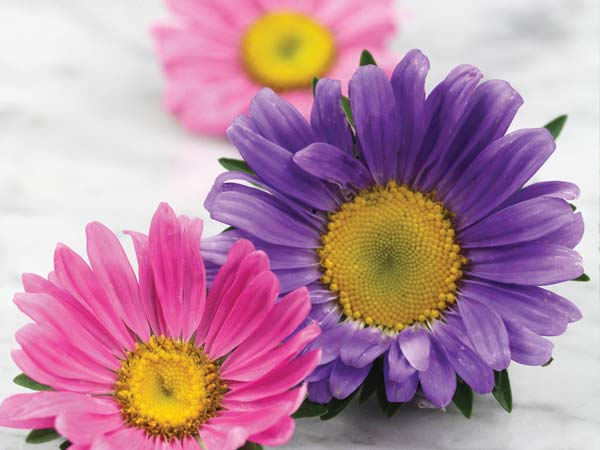 21 Gorgeous Garden Plants to Grow From Seeds Andrella Super Mix Asters #Gardening #DIY #DIYGardening #Asters #SeedGardening